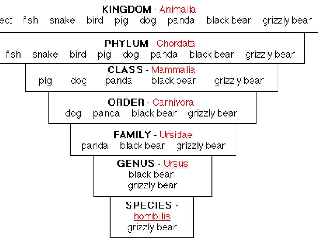 PPT Classification Test Practice by Mrs. Yantosh PowerPoint