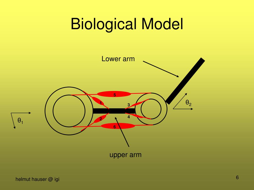 PPT Biological Arm Motion through Reinforcement Learning PowerPoint