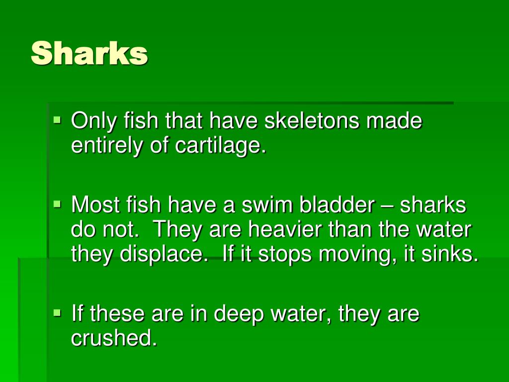 PPT Sharks PowerPoint Presentation, free download ID6184340