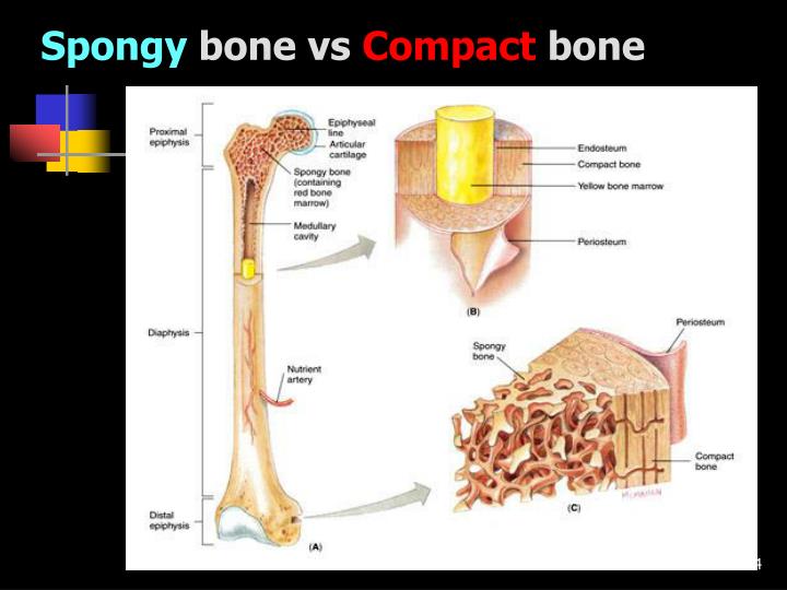 PPT Part 1 Remember the structures of the skeletal system