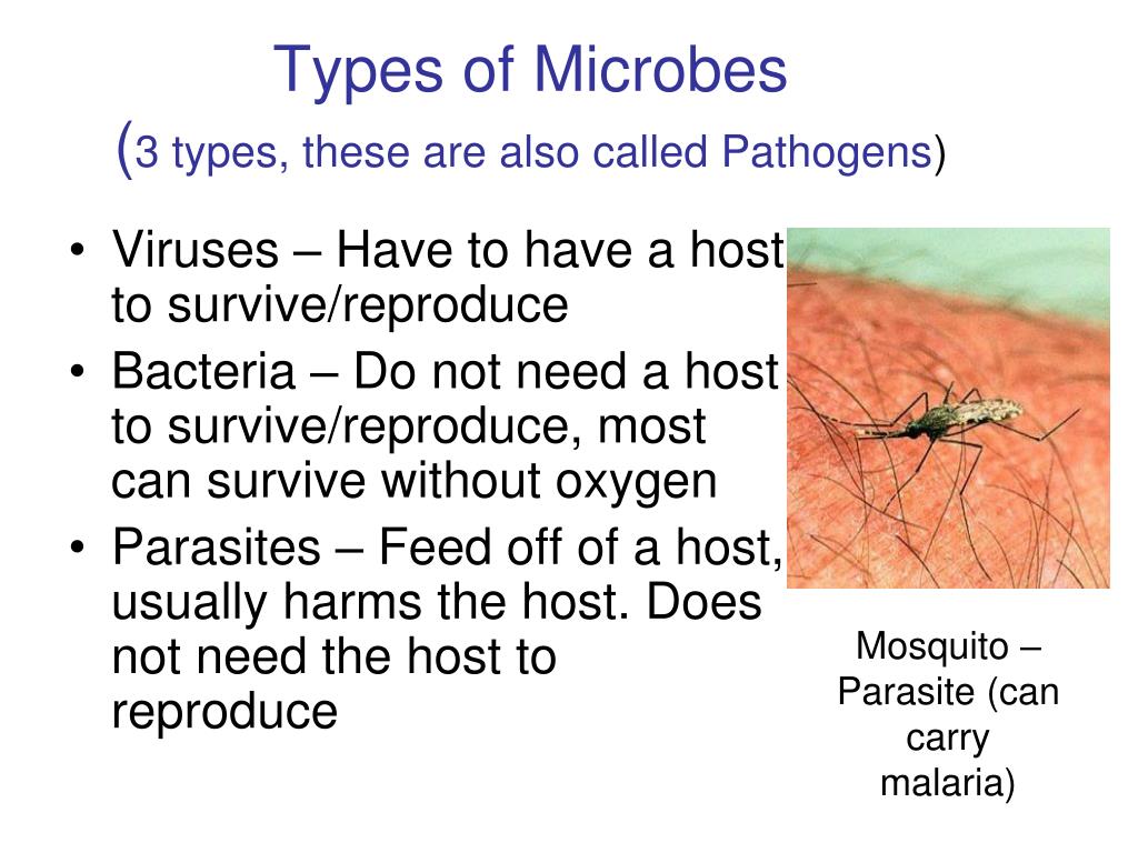 PPT Comparing Microbes Microbes and Infectious Disease