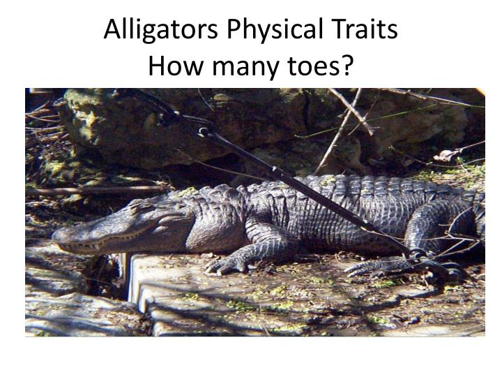 PPT Alligators, Crocodiles, and Hippo’s PowerPoint Presentation ID