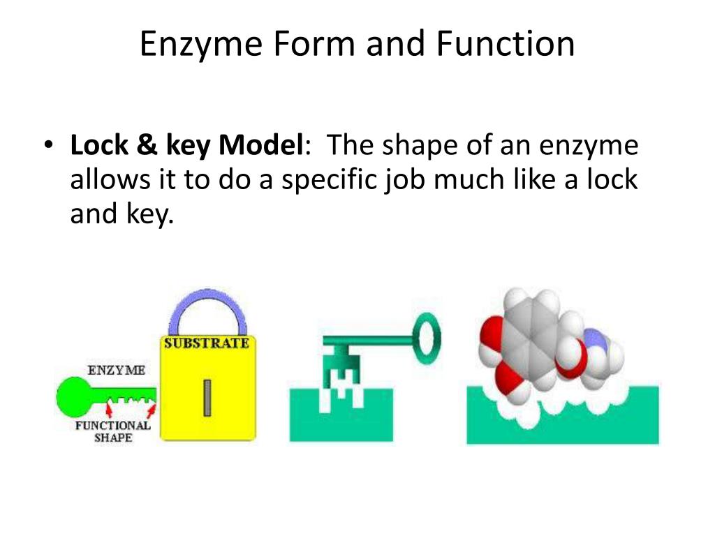 PPT Enzymes PowerPoint Presentation, free download ID6197272