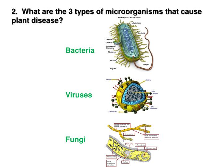 PPT Plant Disease PowerPoint Presentation ID6203089