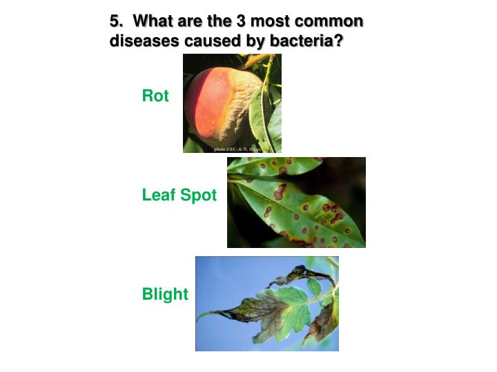 PPT Plant Disease PowerPoint Presentation ID6203089