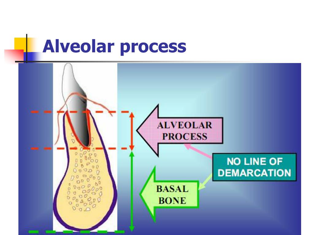 PPT Tissue of the teeth PowerPoint Presentation, free download ID