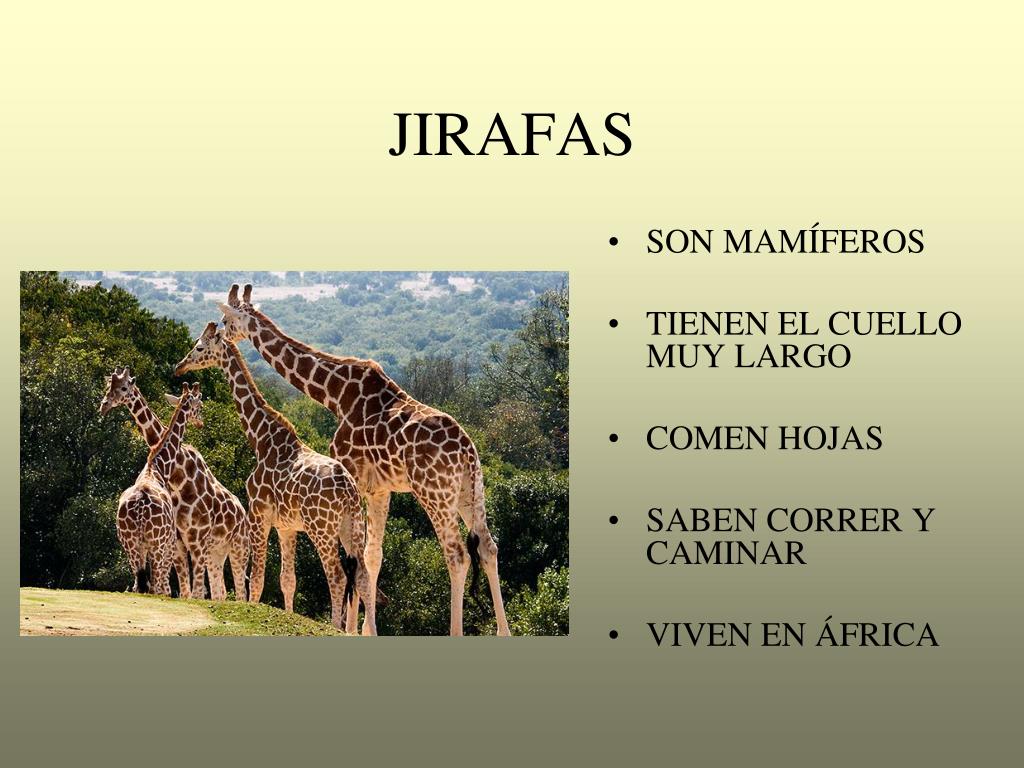 PPT LOS ANIMALES PowerPoint Presentation, free download ID6206953