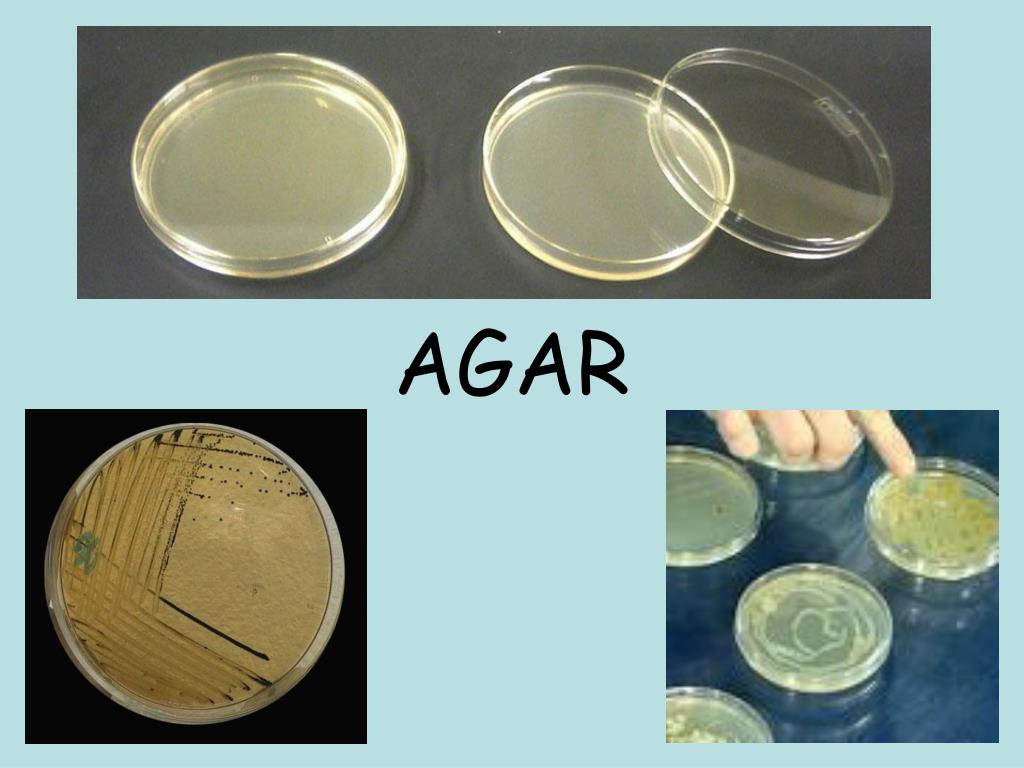 PPT AGAR PowerPoint Presentation, free download ID6207678