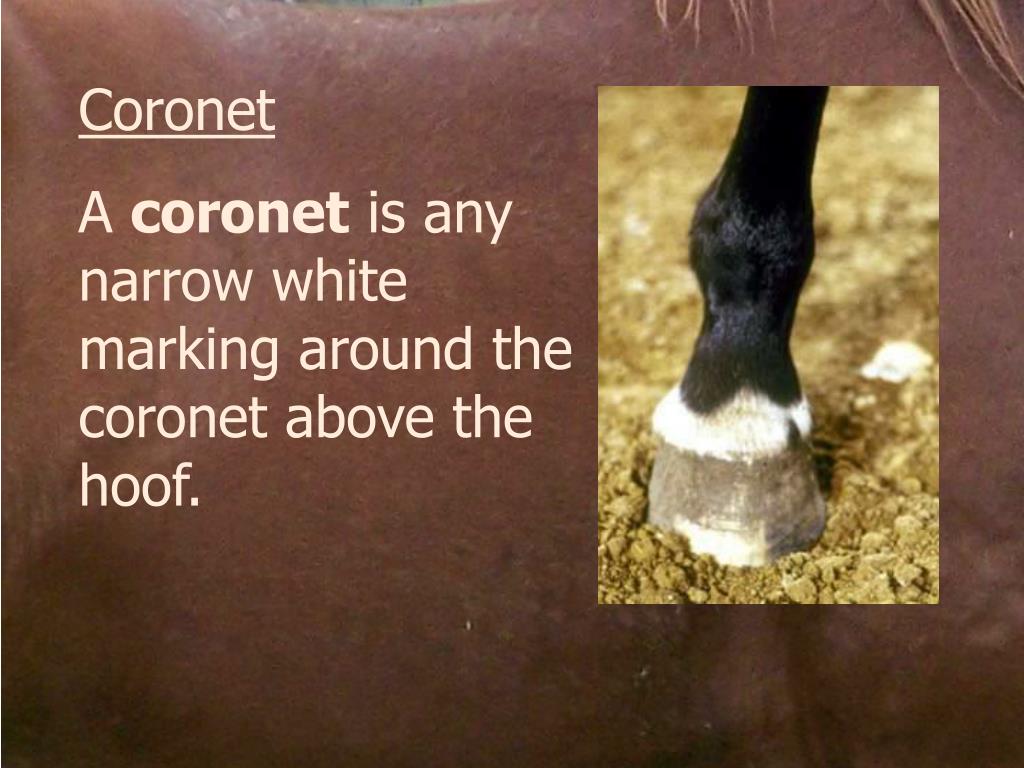 PPT COLORS AND MARKINGS OF HORSES PowerPoint Presentation, free