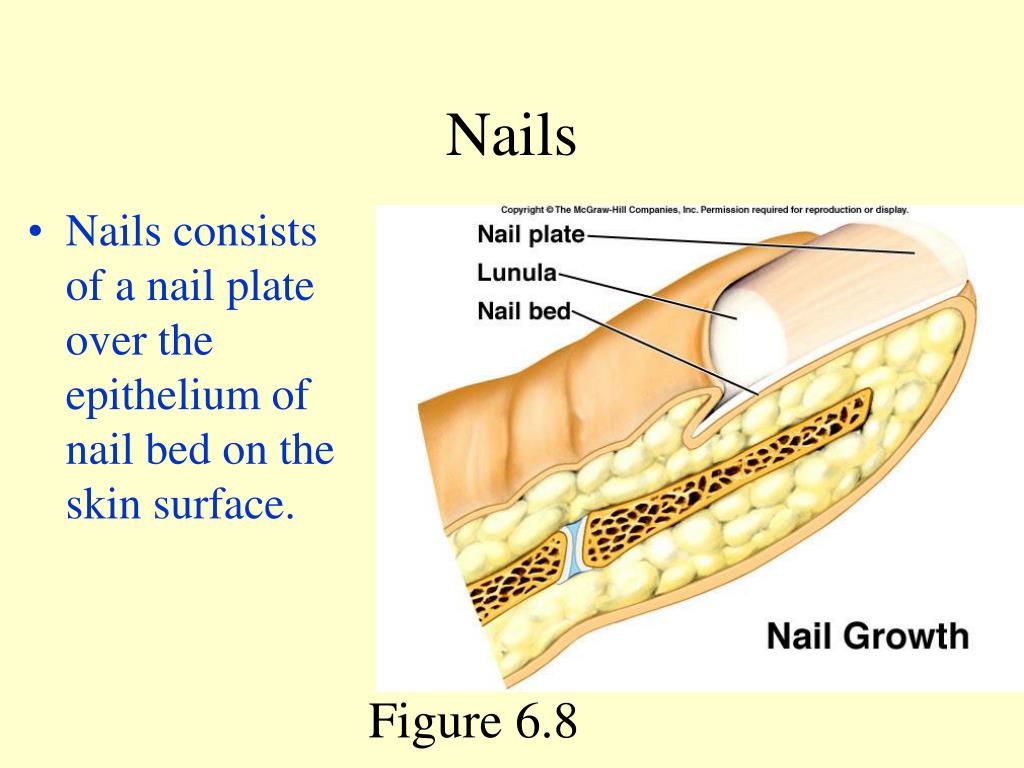 PPT Chapter 6 PowerPoint Presentation, free download ID6210464