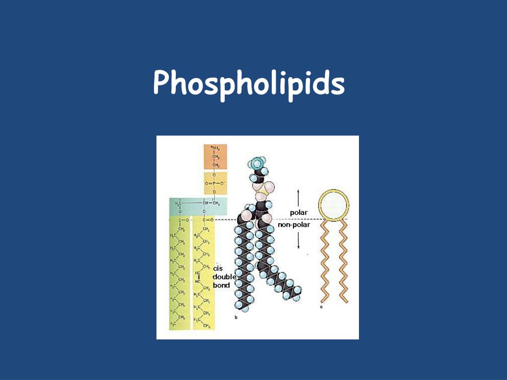 PPT Lipids & Nucleic Acids PowerPoint Presentation ID6219044