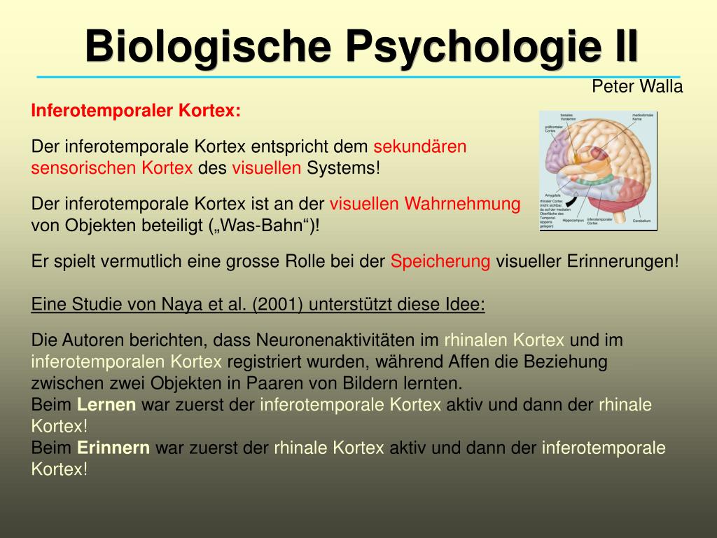 PPT Biologische Psychologie II PowerPoint Presentation