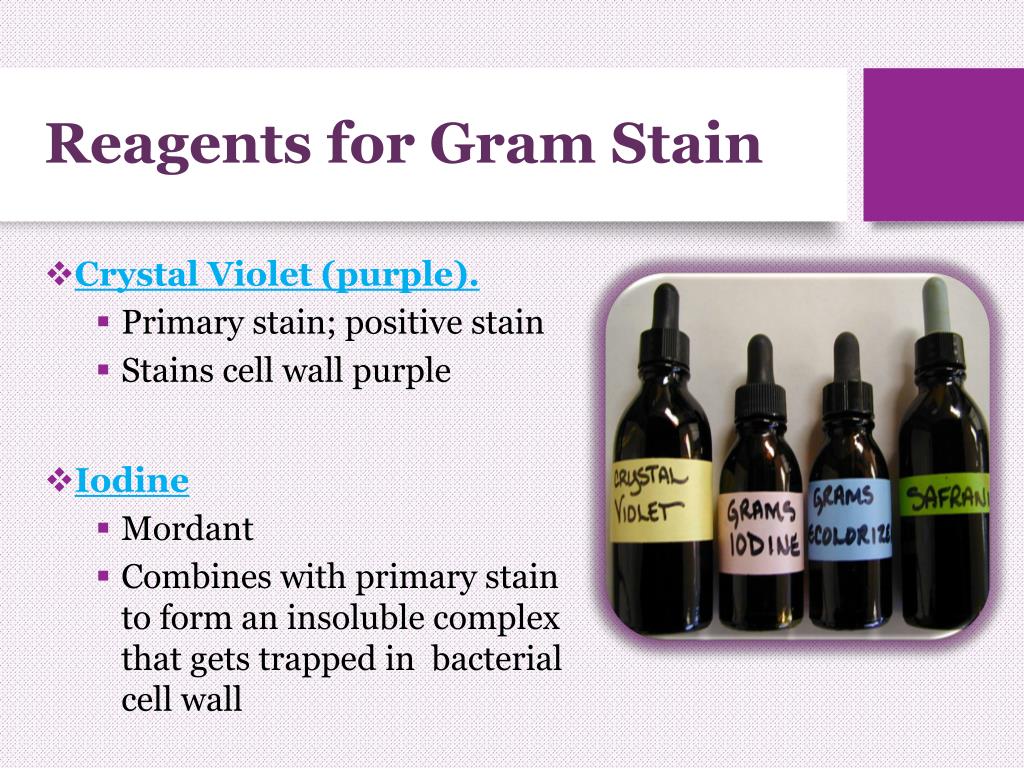 PPT Gram Stain PowerPoint Presentation, free download ID6221673