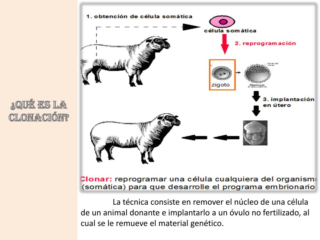 PPT LA CLONACIÓN PowerPoint Presentation, free download ID6225608