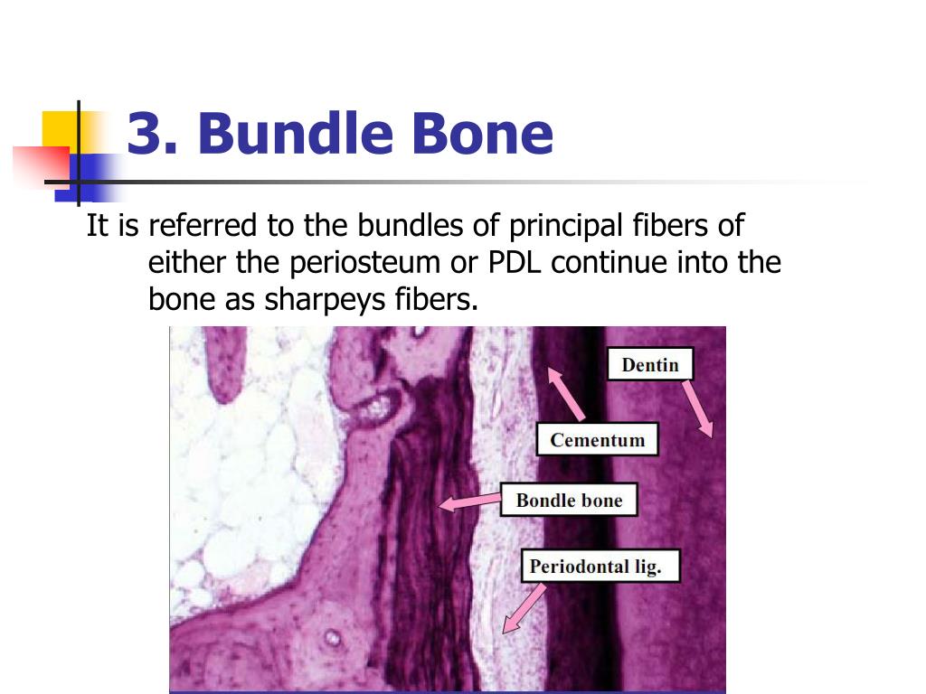 PPT Bone and alveolar bone PowerPoint Presentation, free download