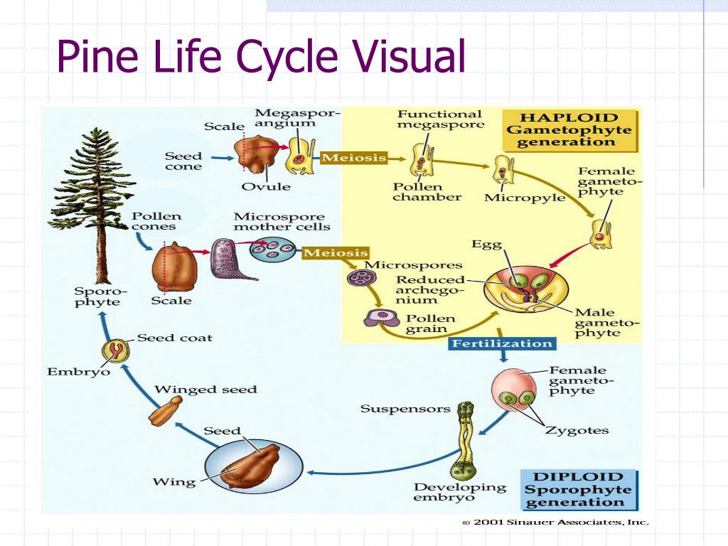 PPT Chapter 30 The Evolution of Seed Plants PowerPoint Presentation