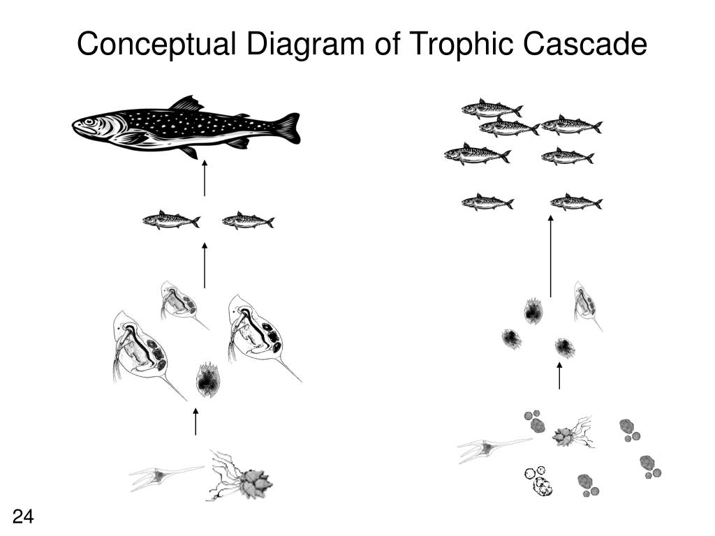 PPT Lec 8 Zooplankton PowerPoint Presentation, free download ID6230894