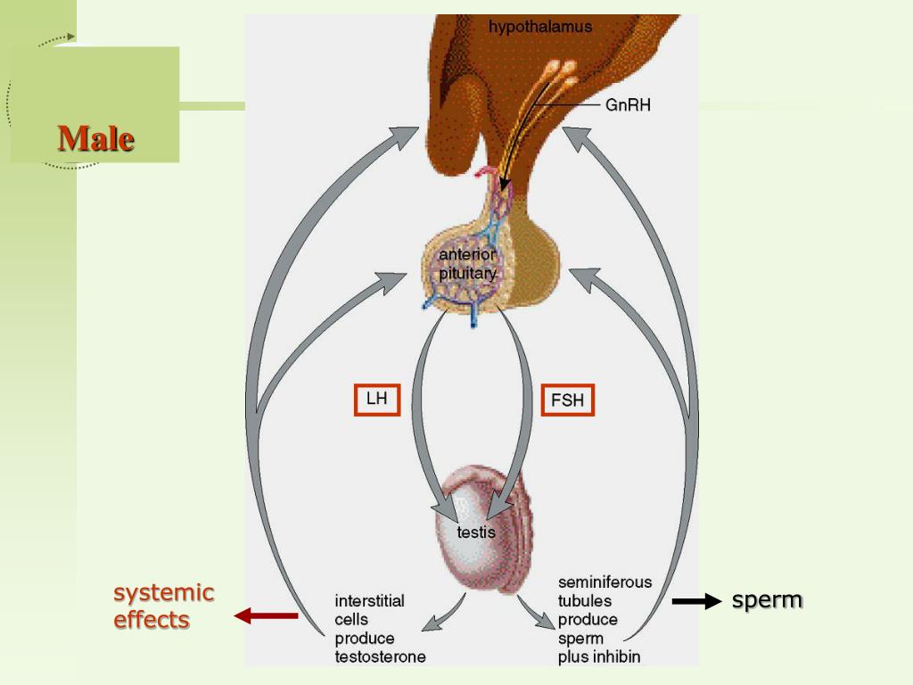 PPT Drugs Affecting Reproductive System PowerPoint Presentation, free