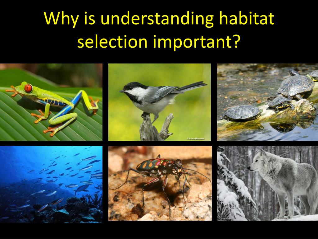 PPT Habitat Selection, Invasive Species & Student Research Project