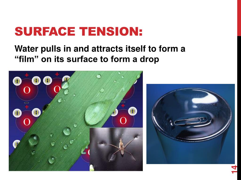 PPT Water and It’s properties PowerPoint Presentation, free download