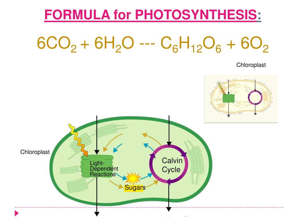 PPT Energy Transformations Photosynthesis Cellular Respiration