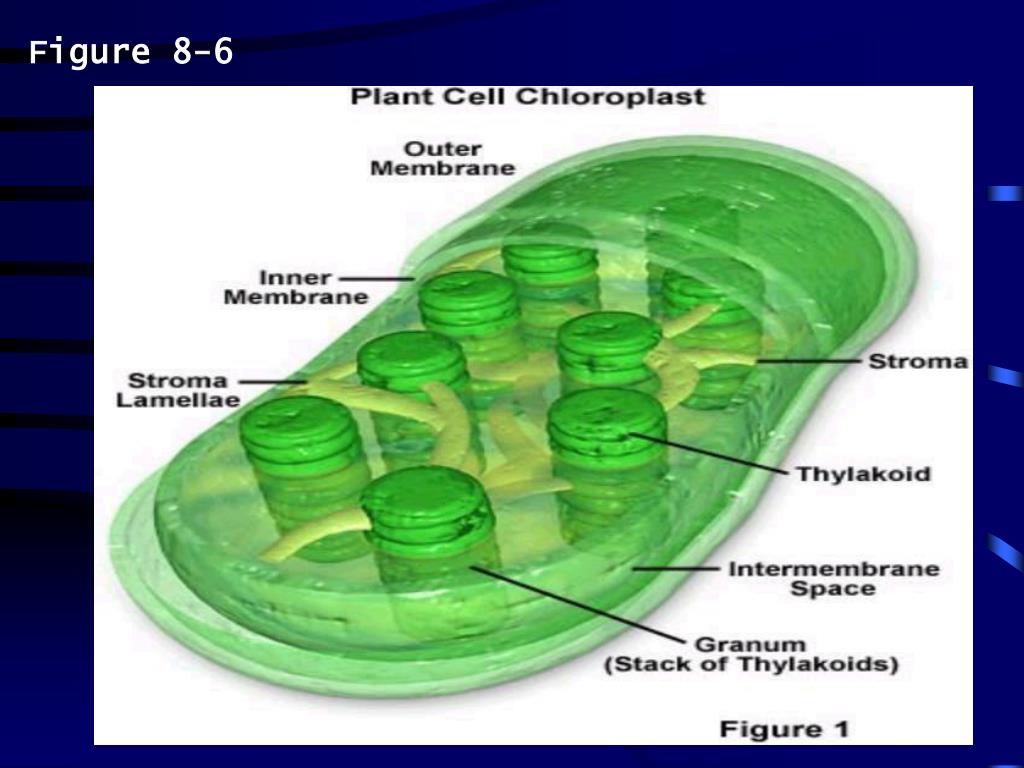 PPT Pathway of Energy Energy Flow Chart PowerPoint Presentation, free