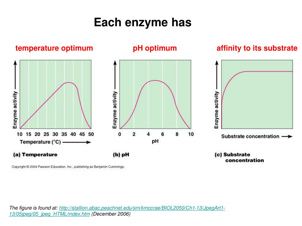 PPT Enzymes PowerPoint Presentation, free download ID6239084