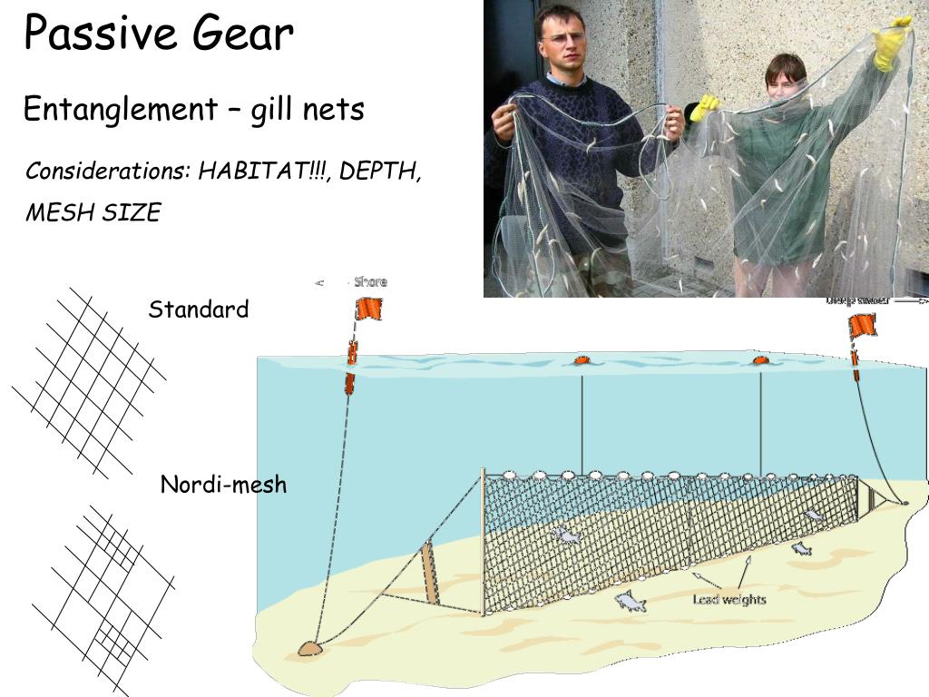 PPT Fisheries techniques Passive vs active gear Gear vulnerability