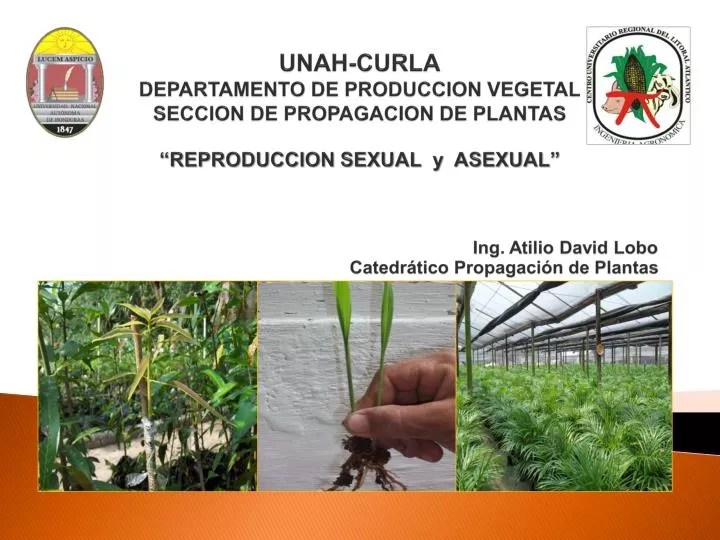 PPT LA PROPAGACION DE PLANTAS PowerPoint Presentation