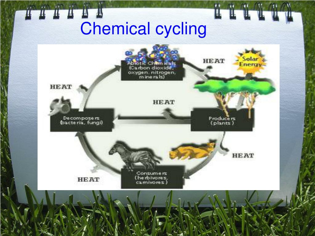 PPT Chemicals cycle in ecosystems PowerPoint Presentation, free