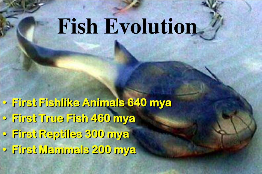 PPT Fish Evolution PowerPoint Presentation, free download ID6249465