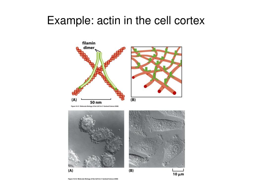 PPT 02.15.10 Lecture 12 The actin cytoskeleton PowerPoint