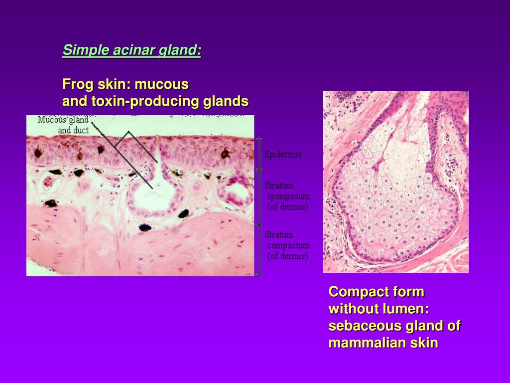 PPT Histology 1.4. Glands PowerPoint Presentation, free download