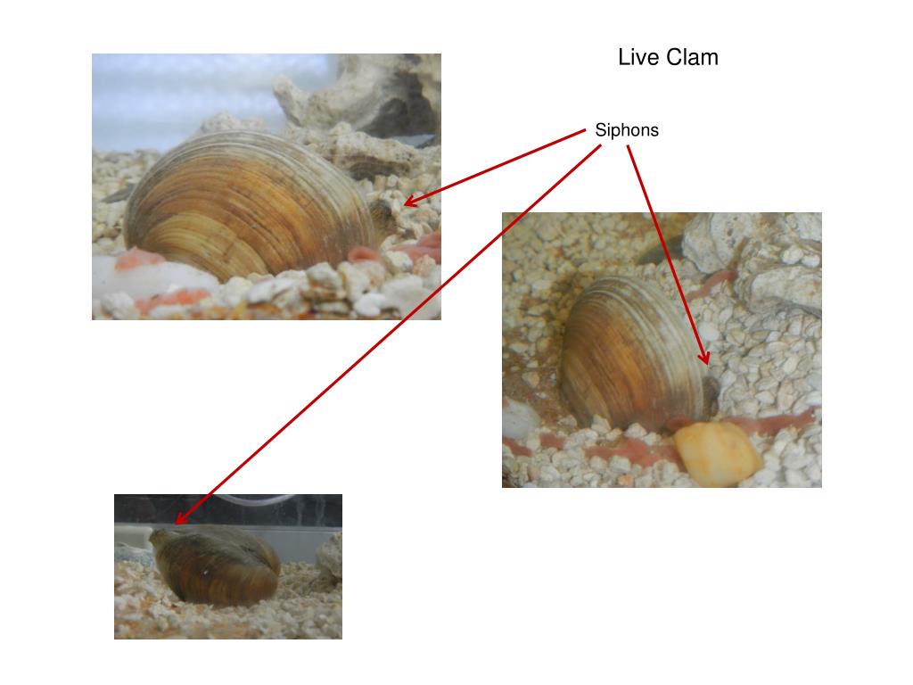 PPT Dissection of a Clam PowerPoint Presentation, free download ID