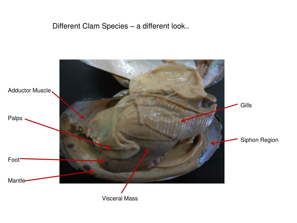PPT Dissection of a Clam PowerPoint Presentation, free download ID