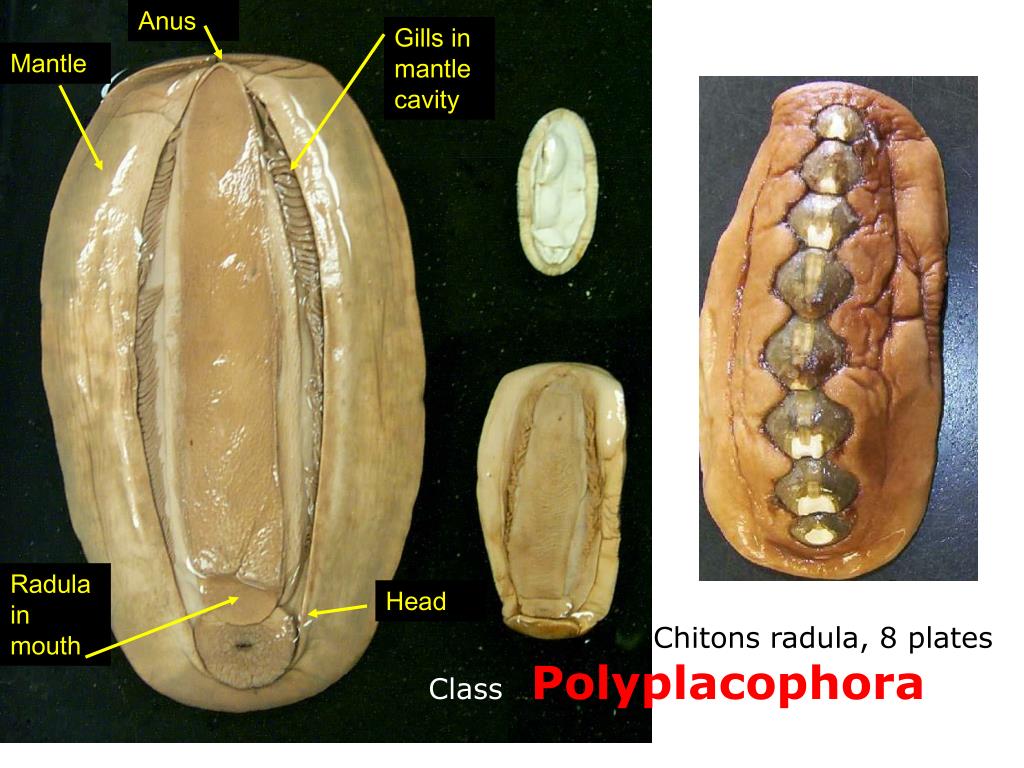 PPT Phylum Mollusca (5 Classes) Scaphopoda Cephalopoda Head foot PowerPoint Presentation