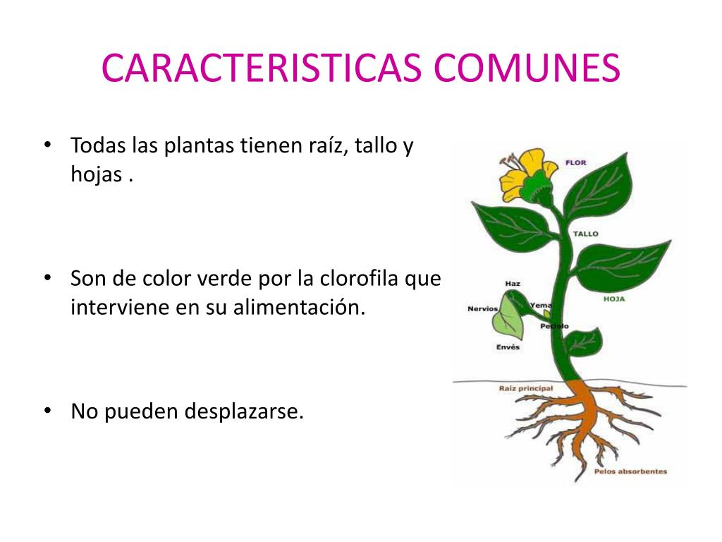 PPT Las partes de las plantas PowerPoint Presentation