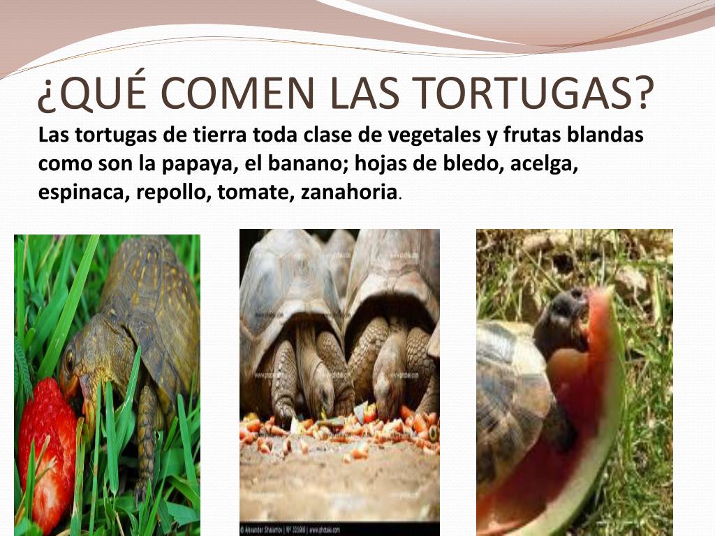 PPT COLEGIO DISTRITAL LA SALLE PowerPoint Presentation, free download ID6258971