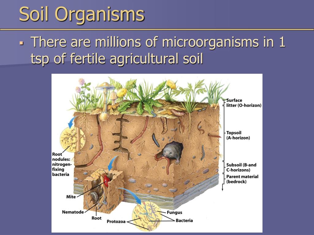 PPT Chapter 15 Soil Resources PowerPoint Presentation, free download