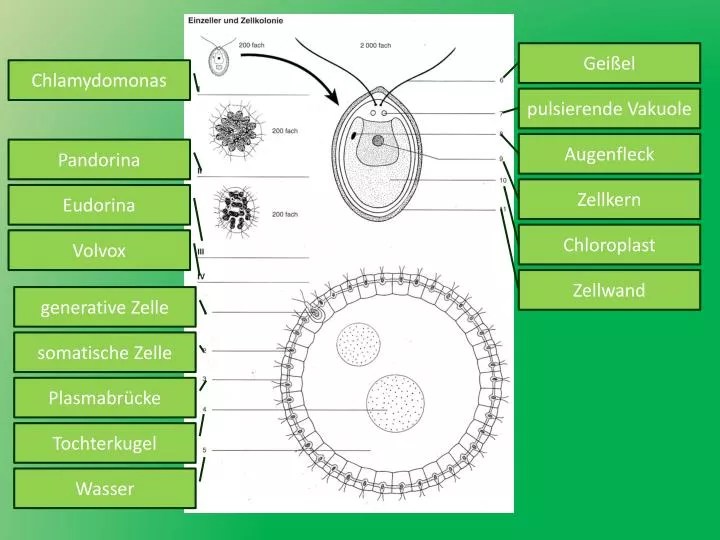 PPT Chlamydomonas PowerPoint Presentation ID6262247