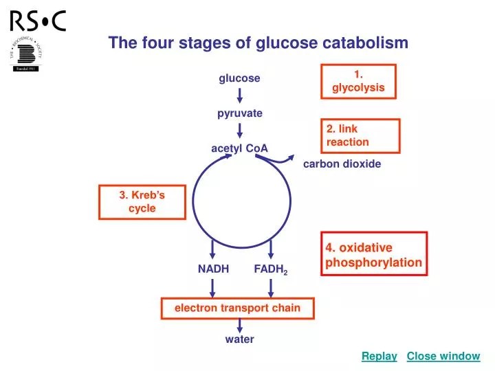 PPT The four stages of glucose catabolism PowerPoint Presentation