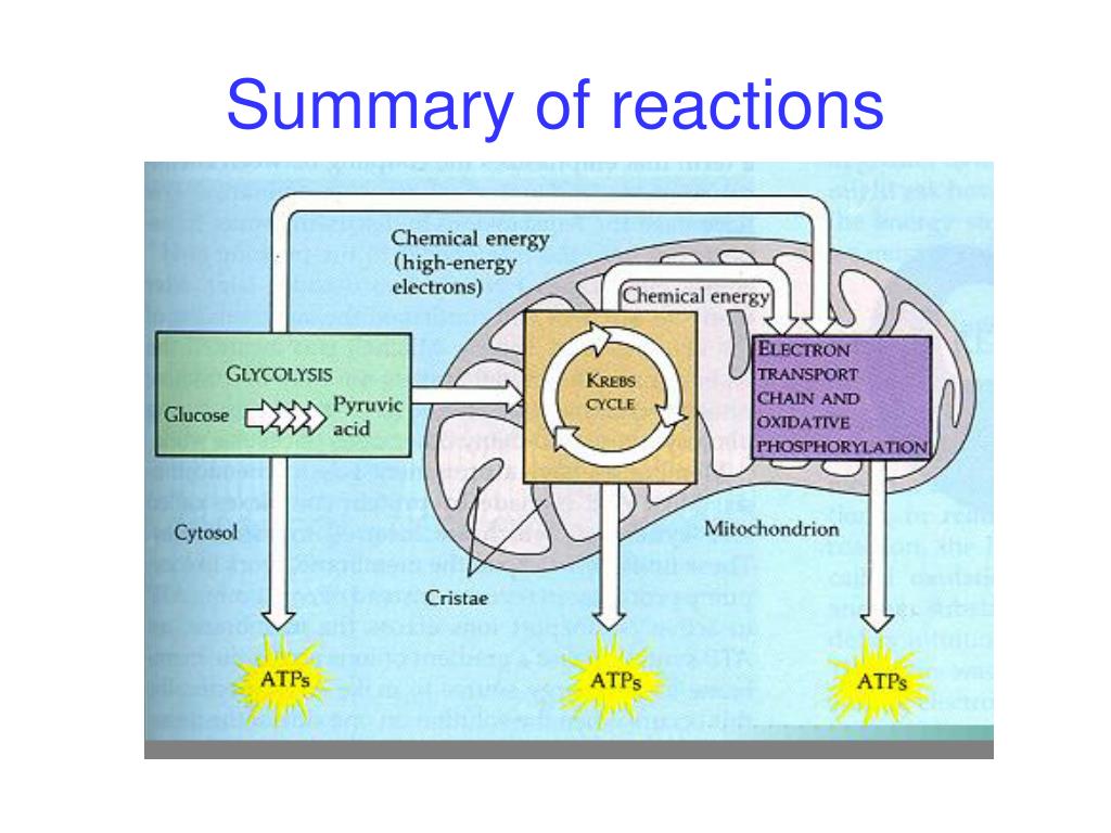 PPT Biology 3A respiration PowerPoint Presentation ID6264960