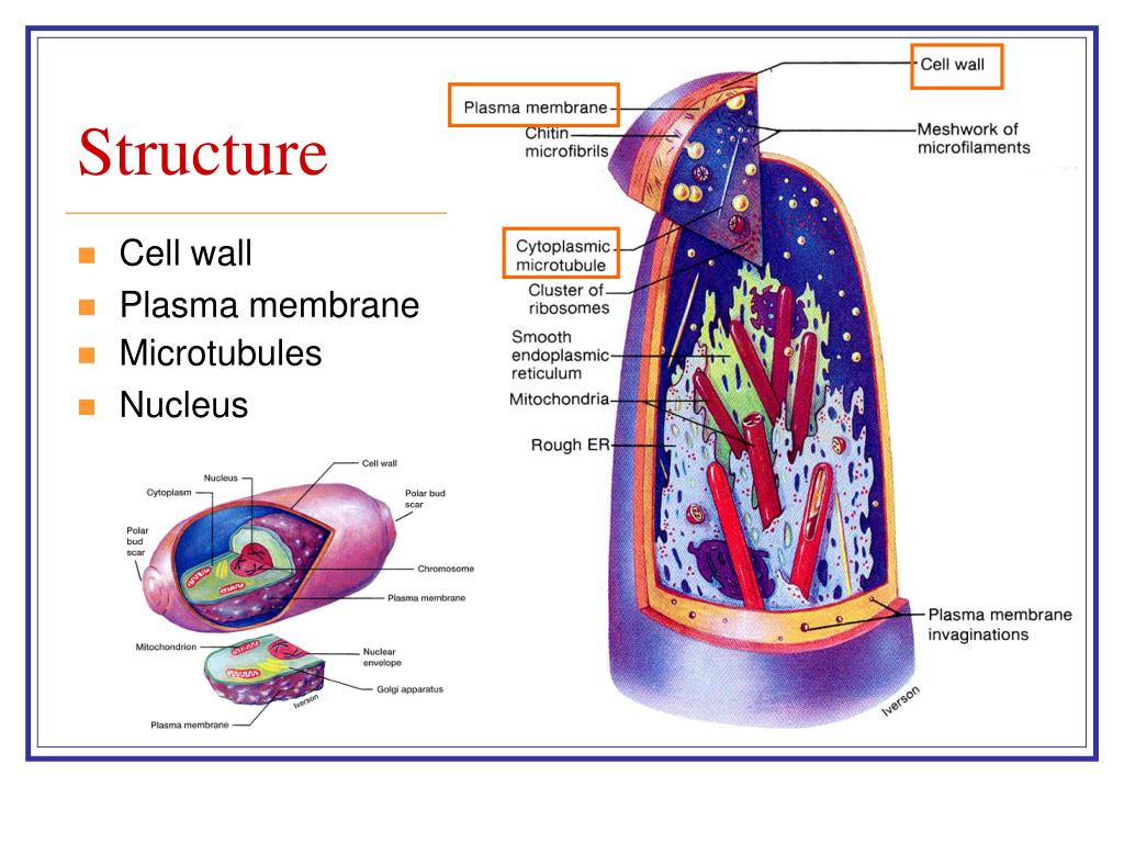 PPT Taxonomy, biology and physiology of fungi PowerPoint Presentation