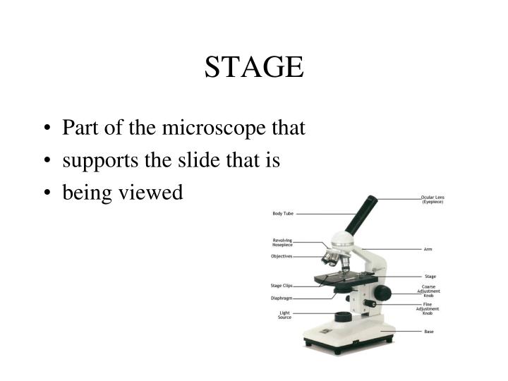 PPT Microscope PowerPoint Presentation ID6265587
