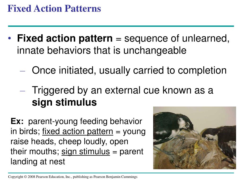PPT Chapter 51 Animal Behavior PowerPoint Presentation, free