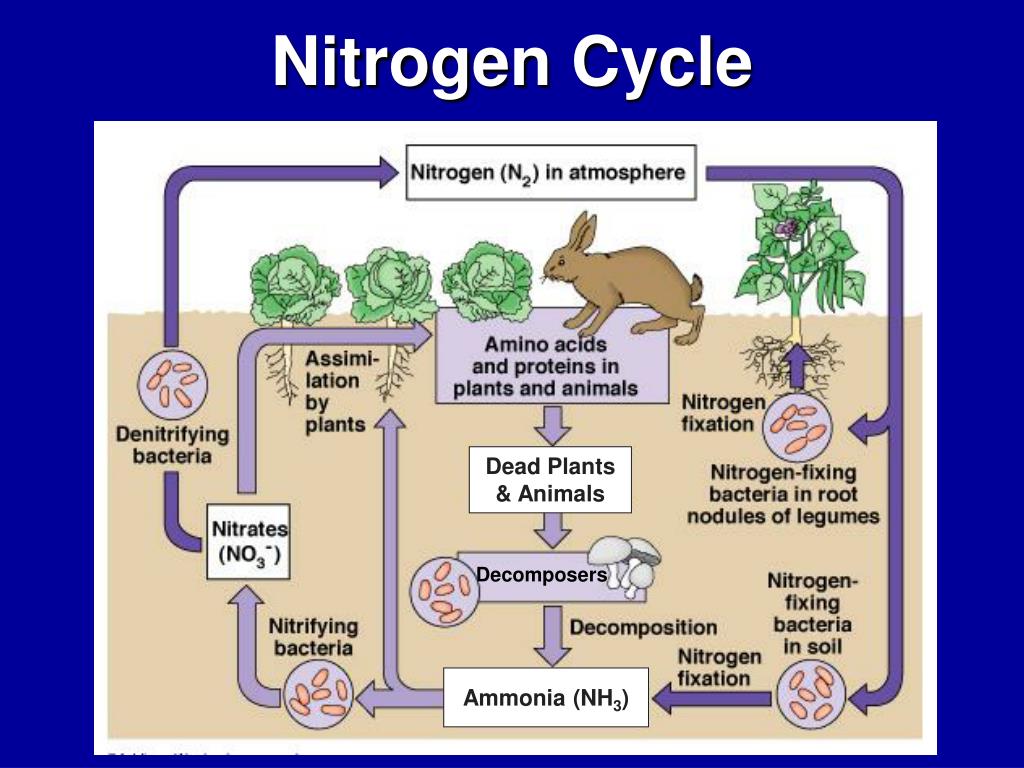 PPT Nutrient Cycles & how Humans impact nutrient cycling
