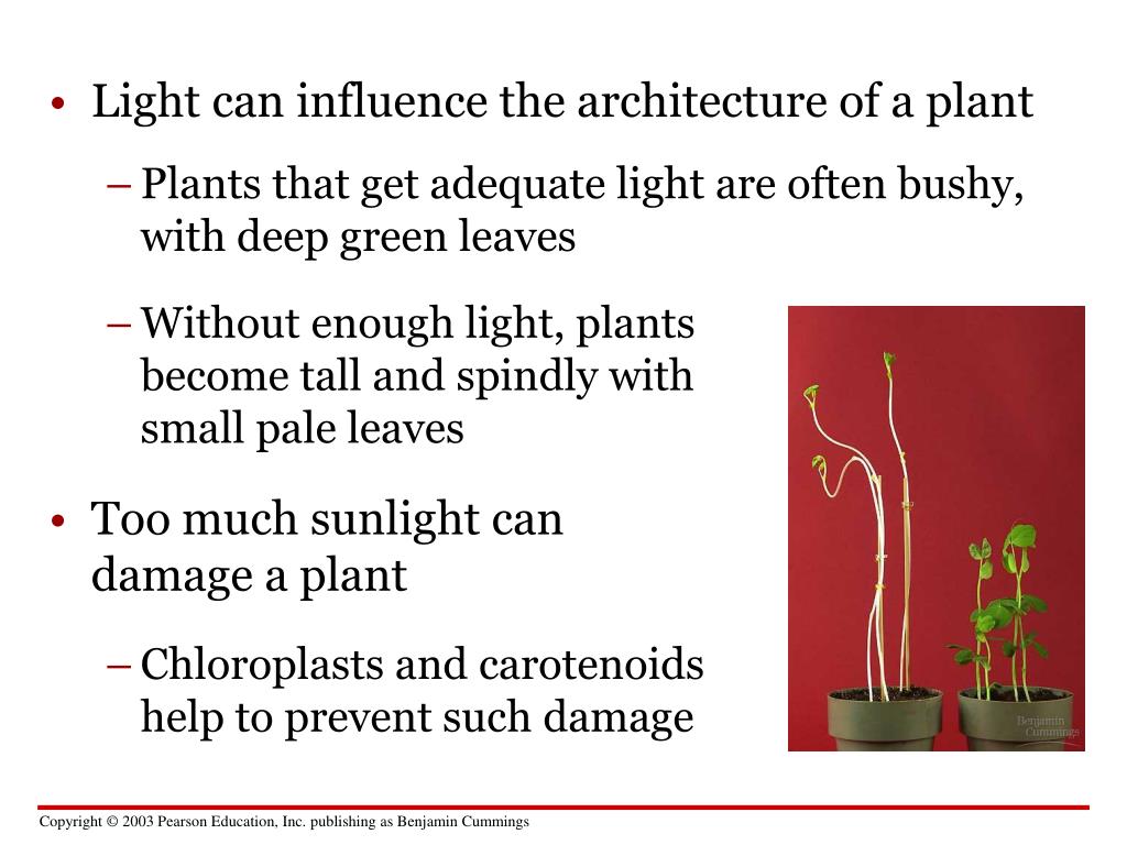 PPT CHAPTER 7 Photosynthesis Using Light to Make Food PowerPoint