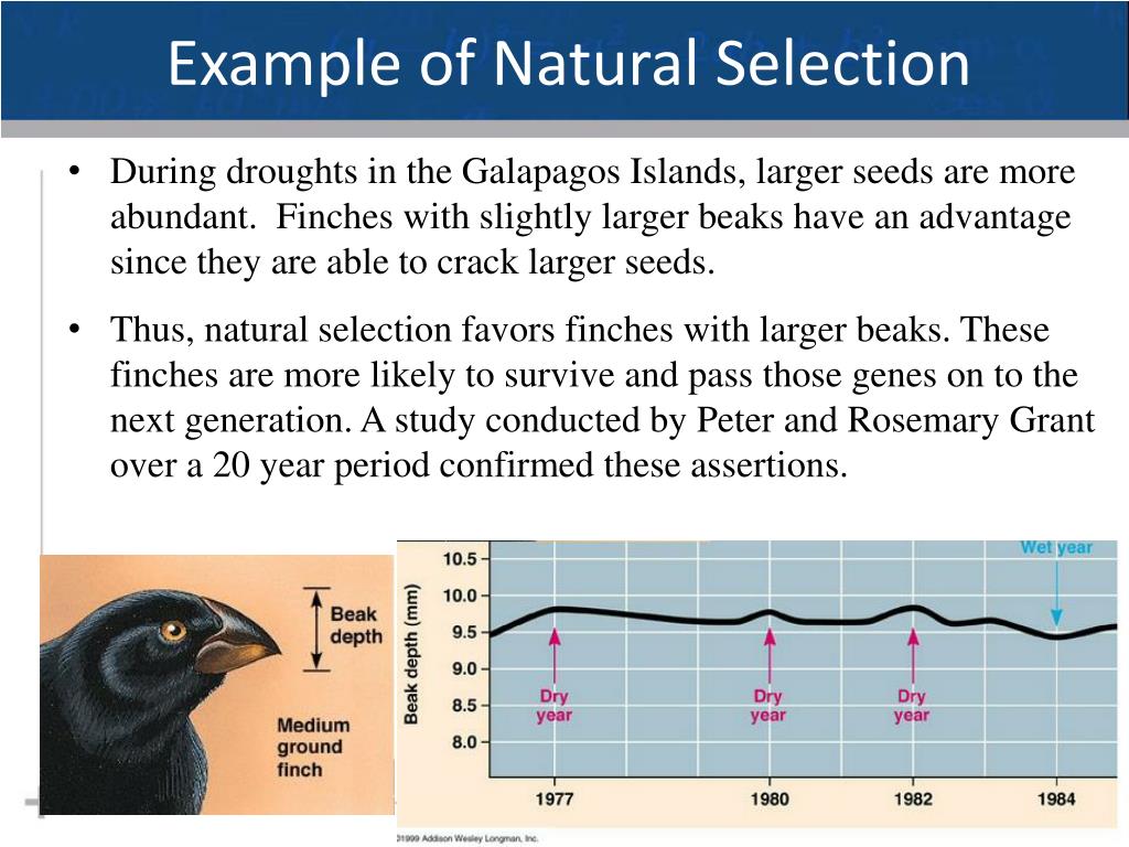 PPT Macroevolution Part II Allopatric Speciation PowerPoint