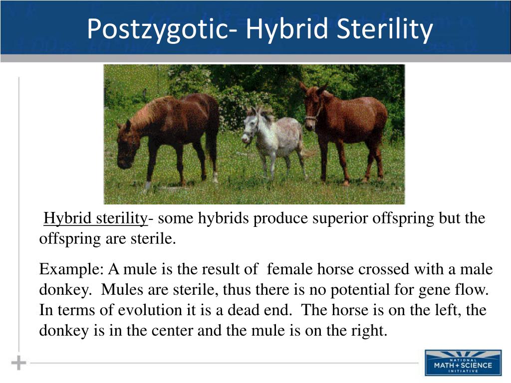PPT Macroevolution Part II Allopatric Speciation PowerPoint