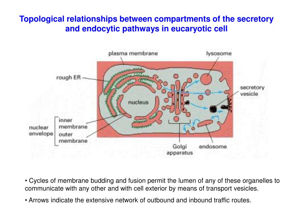 PPT MB 207 Molecular Cell Biology PowerPoint Presentation, free